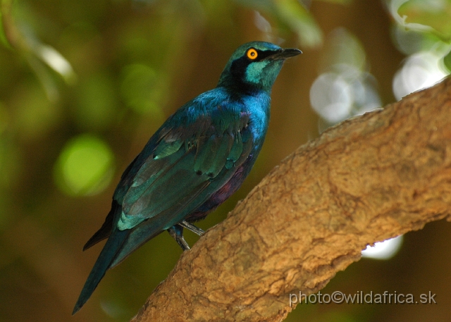 puku rsa 223.jpg - Greater Blue-eared Starling (Lamprotornis chalybaeus)